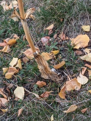 Gentiana lutea