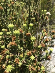 Campylostachys cernua