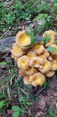 Desarmillaria caespitosa image