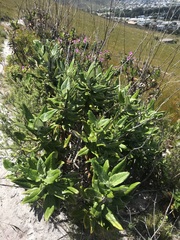 Hermas villosa