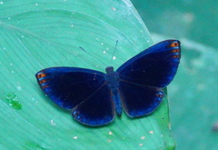 Metacharis regalis