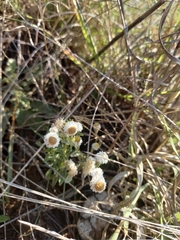 Helichrysum argyrosphaerum