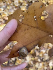 Amphibolips quercusostensackenii