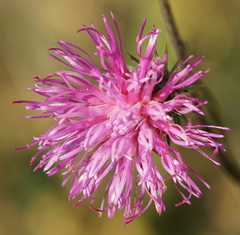 Carduus defloratus