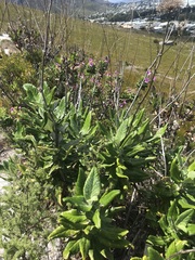 Hermas villosa