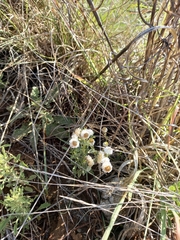 Helichrysum argyrosphaerum