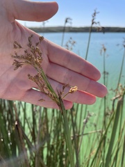 Schoenoplectus californicus