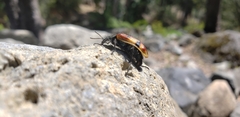 Astylus trifasciatus