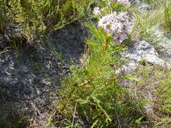 Serruria ascendens