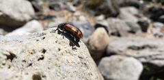 Astylus trifasciatus