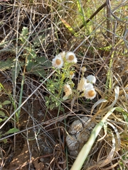 Helichrysum argyrosphaerum