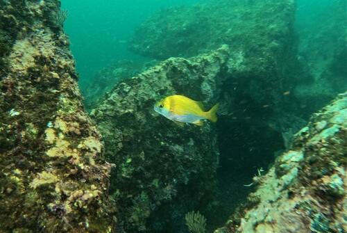 Blue-and-gold snapper grunt (Anisotremus caesius) — Haemulidae