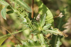 Carduus defloratus