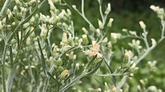 Erigeron sumatrensis