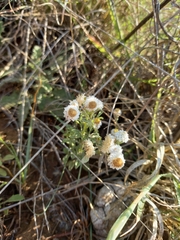 Helichrysum argyrosphaerum