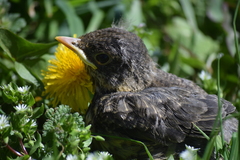 Turdus falcklandii