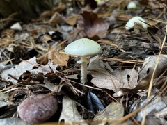 Amanita lavendula