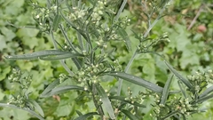 Erigeron sumatrensis