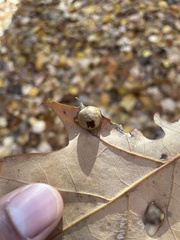 Amphibolips quercusostensackenii