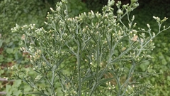 Erigeron sumatrensis