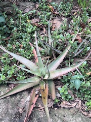 Aloe chabaudii