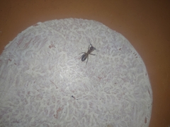 Camponotus conspicuus