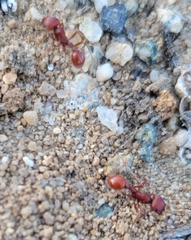 Pogonomyrmex occidentalis