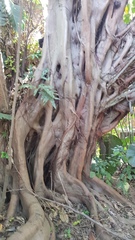 Ficus natalensis