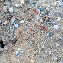 Pogonomyrmex occidentalis