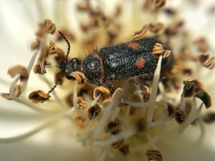 Astylus cyanerythrus