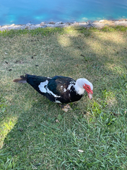 Cairina moschata domestica