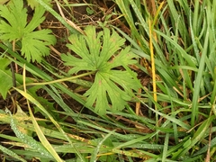 Geranium pratense