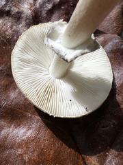 Amanita lavendula