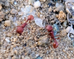 Pogonomyrmex occidentalis