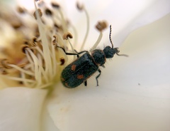 Astylus cyanerythrus