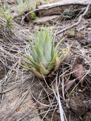 Crassula alba
