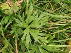 Geranium pratense