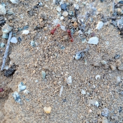 Pogonomyrmex occidentalis