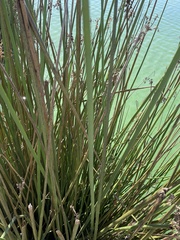 Schoenoplectus californicus