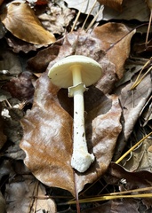Amanita lavendula