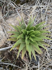 Crassula alba