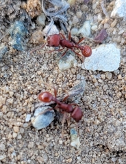 Pogonomyrmex occidentalis