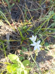 Hesperantha falcata