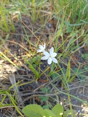 Hesperantha falcata
