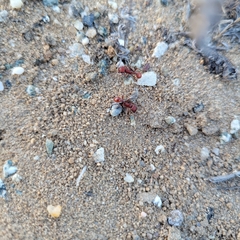 Pogonomyrmex occidentalis