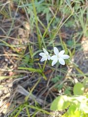 Hesperantha falcata