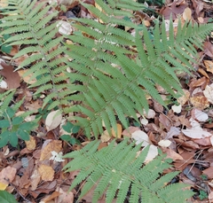 Dryopteris filix-mas