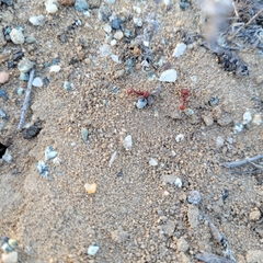 Pogonomyrmex occidentalis