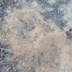 Pogonomyrmex occidentalis