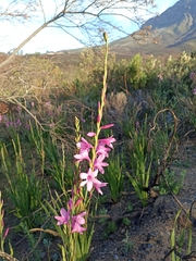 Watsonia borbonica